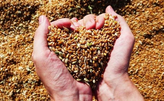 Швеция окажет помощь в экспорте зерна из Украины	