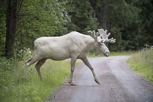 famous white elk
