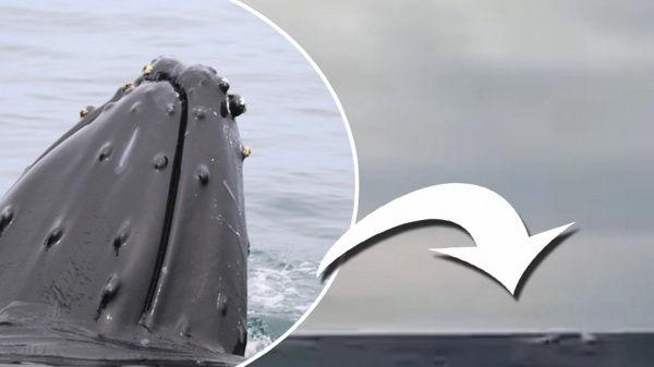 В водах Стокгольмского архипелага заметили кита