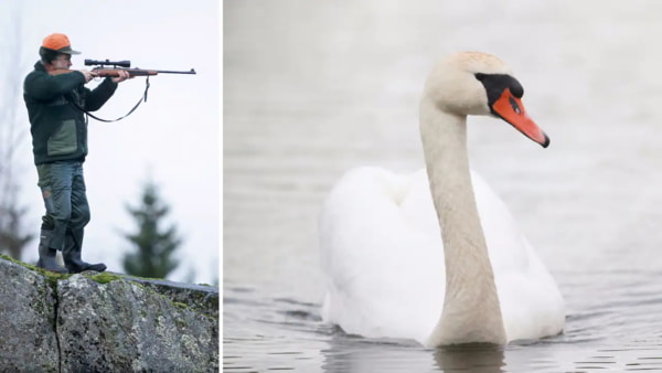 В Швеции застрелили пару лебедей, которые мешали движению машин