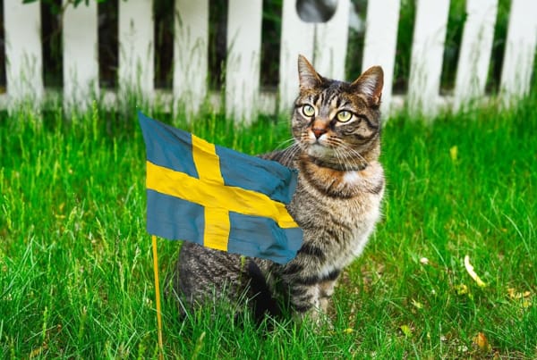 В Швеции уравняют права кошек и собак