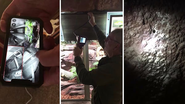 Шведские таможенники обнаружили сбежавшую из зоопарка королевскую кобру