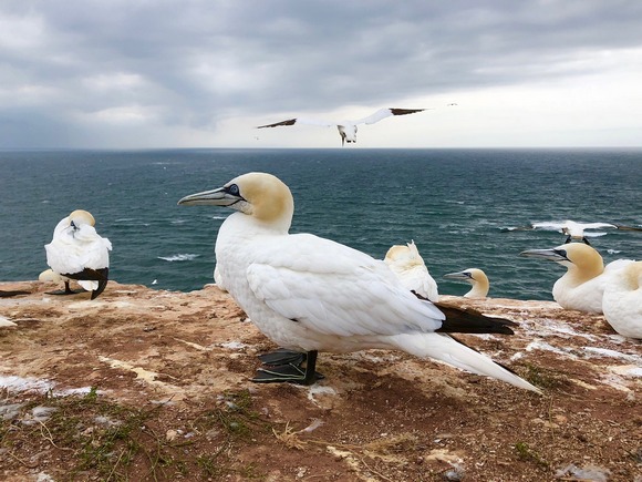 Вдоль побережья Швеции обнаружили сотни погибших птиц