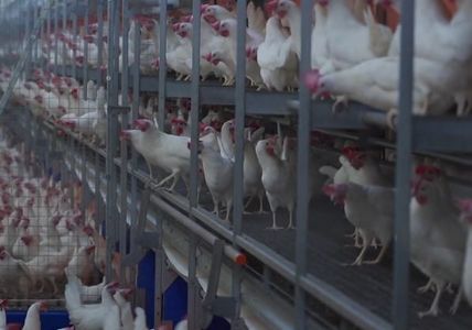 На крупнейшей птицефабрике в Швеции произошла вспышка сальмонеллы