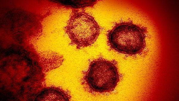Шведские учёные смогли обнаружить скрытые антитела к коронавирусу