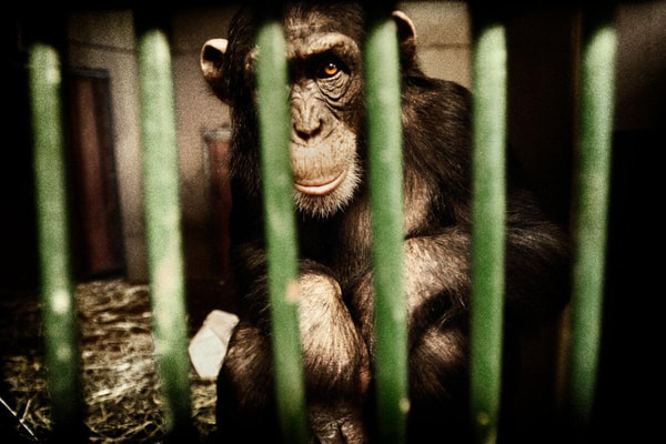 В Швеции продолжается охота на сбежавших шимпанзе