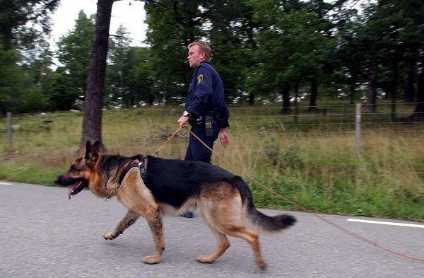 Шведская армия потратила более 12 миллионов крон на собак