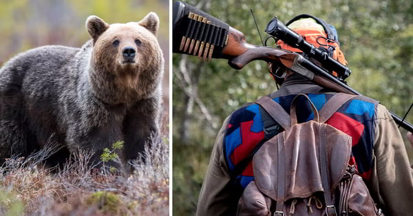 В Швеции за сутки убили более 120 медведей