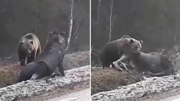 В Швеции запечатлели нападение медведя на лося