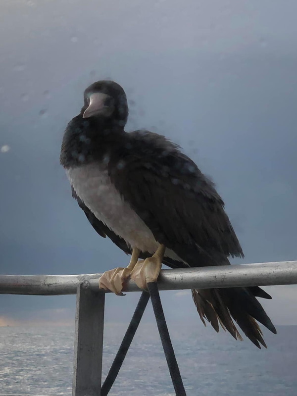 Шведские орнитологи в шоке от уникальной птицы
