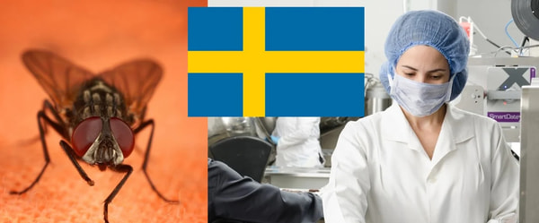 Шведскую больницу атаковали полчища мух