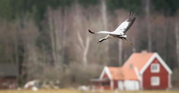 В Швецию прилетели первые весенние журавли