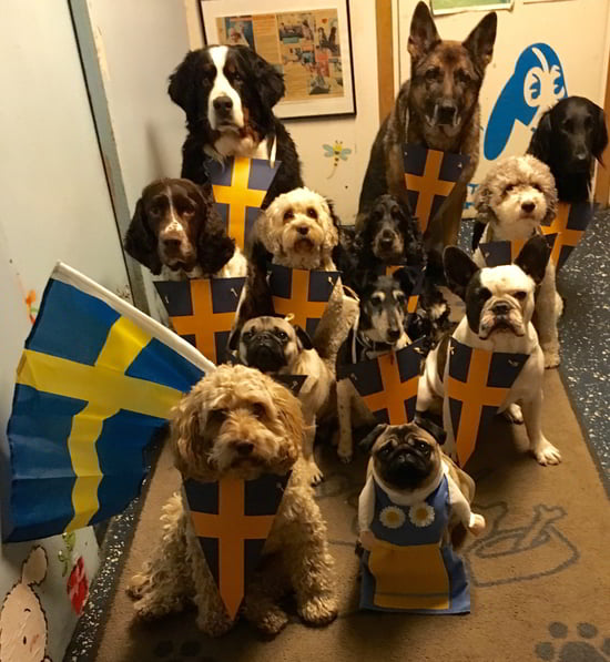 Самые популярные клички собак в Швеции - 2023