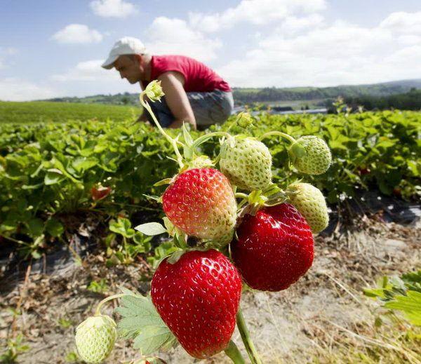 На шведских границах отлавливают сборщиков ягод
