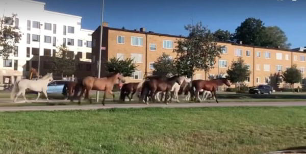 Побег лошадей в Стокгольме попал на видео