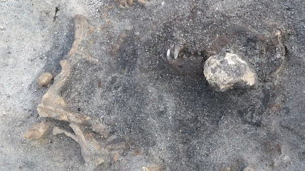 Шведские археологи нашли собаку каменного века