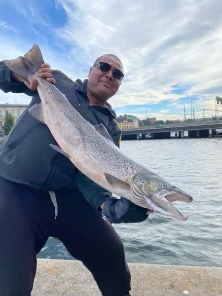 В центре Стокгольма выловили гигантского лосося