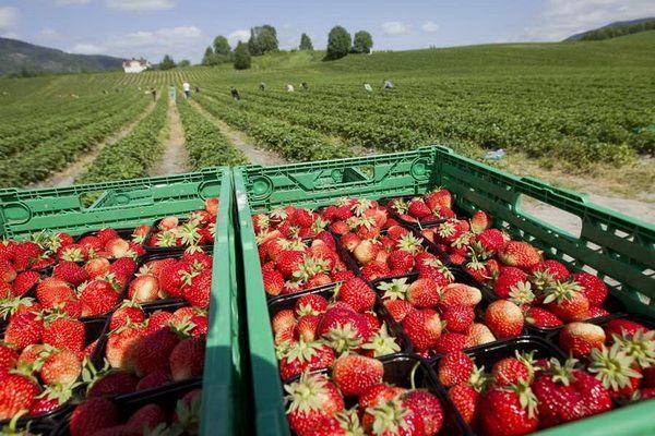 Сборщиков ягод депортировали из Швеции
