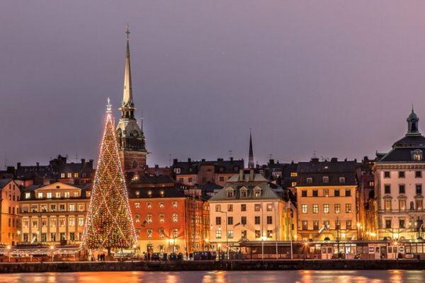 В Стокгольме начали устанавливать рождественские ели