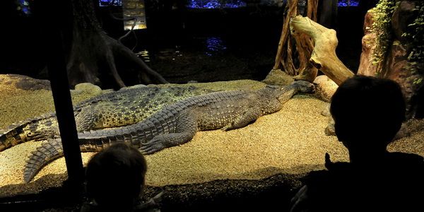 В Стокгольме на человека напал "космический крокодил"