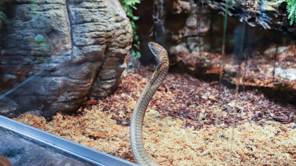 Стокгольмская королевская кобра всё ещё на свободе