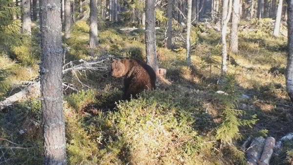 В Швеции засняли пробуждение медведя от зимней спячки