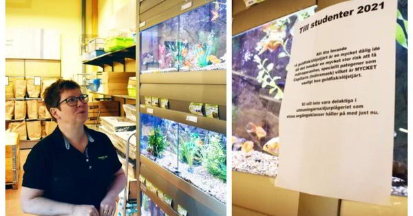 Шведских подростков просят не есть живых аквариумных рыб