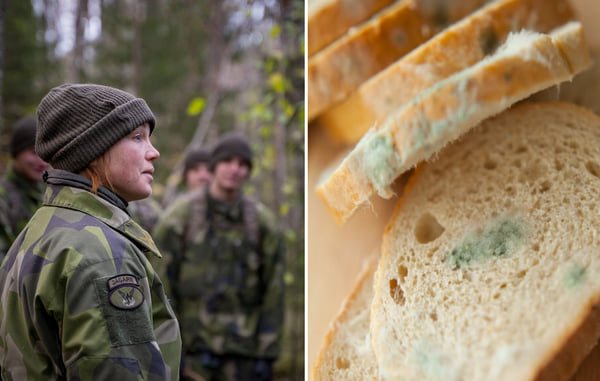 Шведских призывников накормили хлебом с плесенью