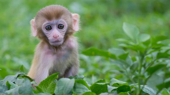 В столице Швеции выявлен первый случай инфицирования человека оспой обезьян