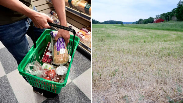 Неурожай ещё сильнее повысит цены на продукты питания в Швеции