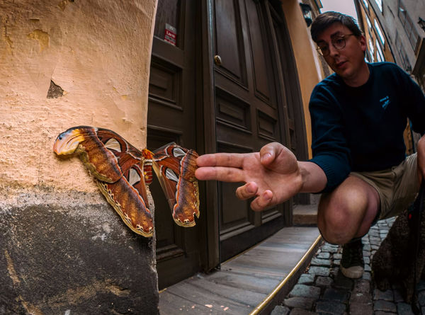 В центре Стокгольма поймали одну из самых больших бабочек в мире