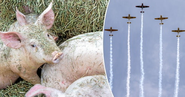 Шведские военные выплатили компенсацию за беспокойство свиней
