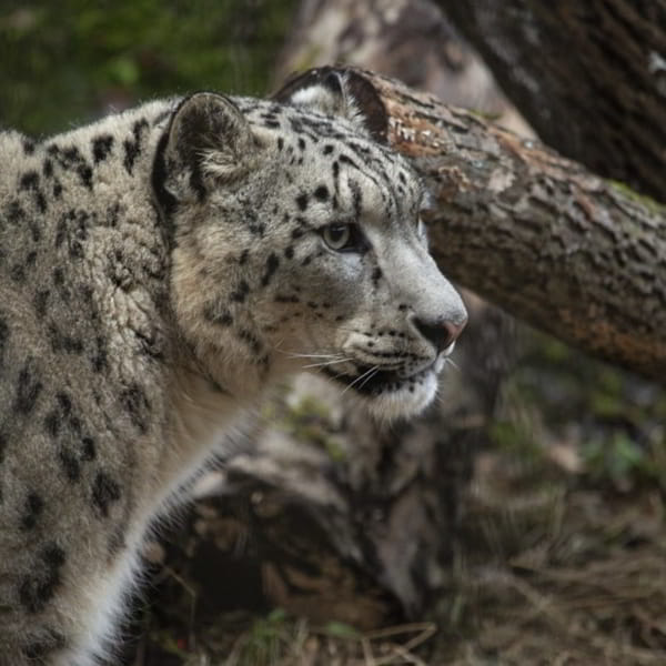 Шведские леопарды дали потомство в России