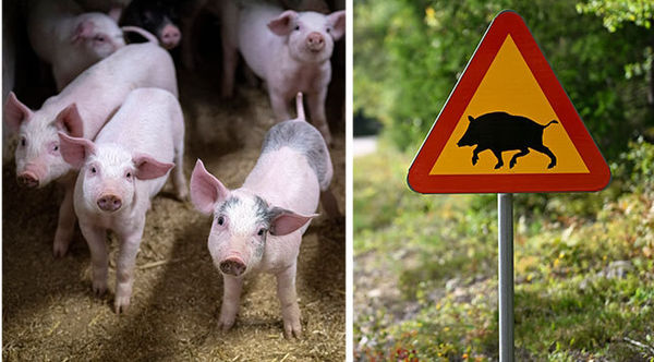 Страны мира стали отказываться от шведской свинины