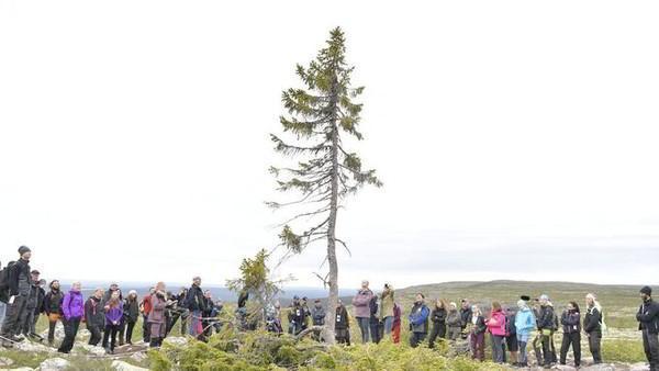 В Швеции пытаются спасти самое старое дерево в мире