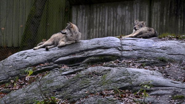 В шведском зоопарке умертвили стаю волков