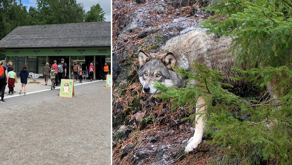 В шведском зоопарке усыпили всех злых волков 