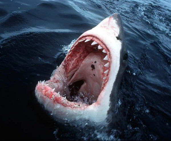 В Швеции ожидают нашествие белых акул